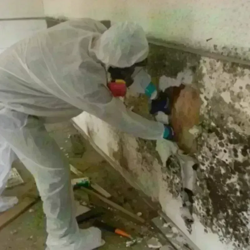 Mold Remediation and Removal in Savannah, TX